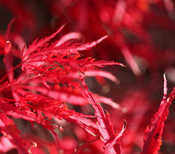 Bild von roten Fächer-Ahorn-Blättern