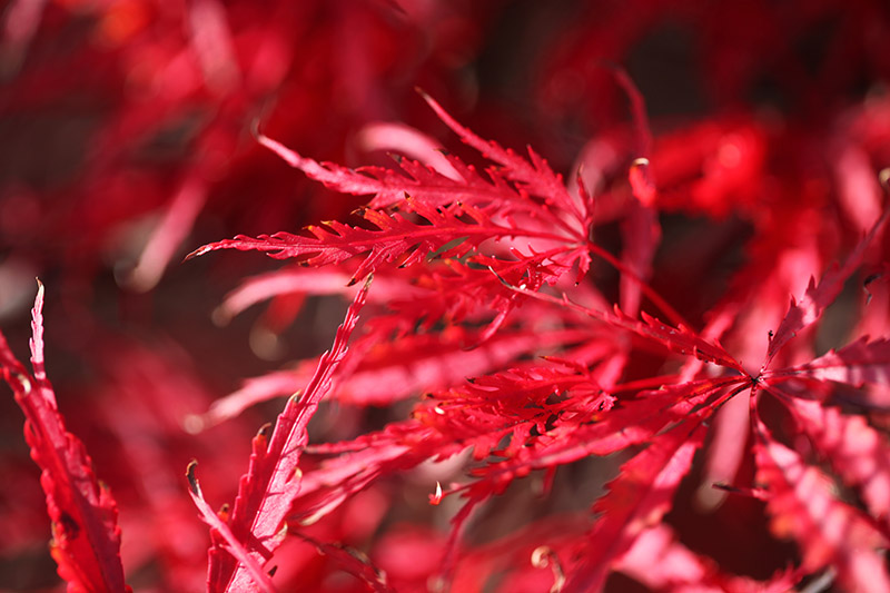 Bild von roten Fächer-Ahorn-Blättern