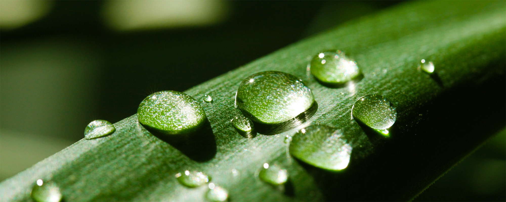 Wassertropfen auf einem langen Blatt